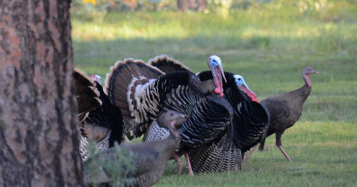 Washington state turkeys attracting southern hunters
