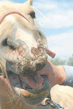 310px x 466px - Vesicular stomatitis outbreak halts horse trade in the area