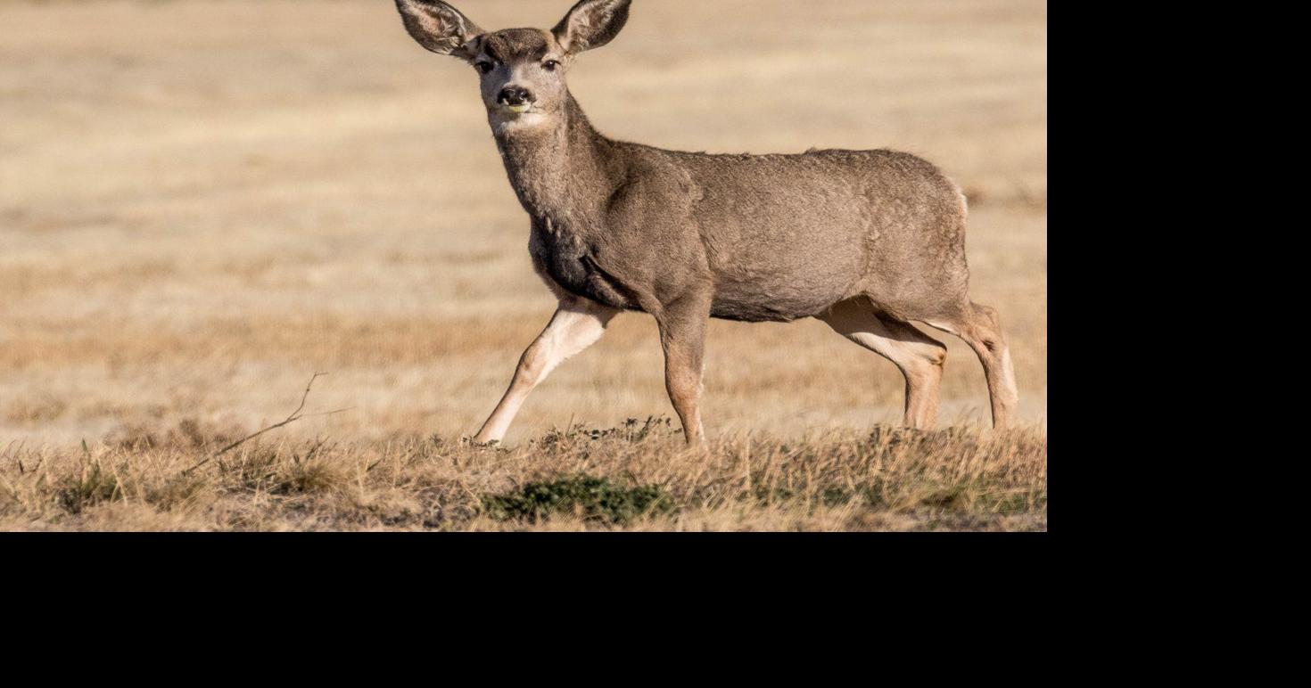 Deer-car crashes leap up; studies debunk deer whistles
