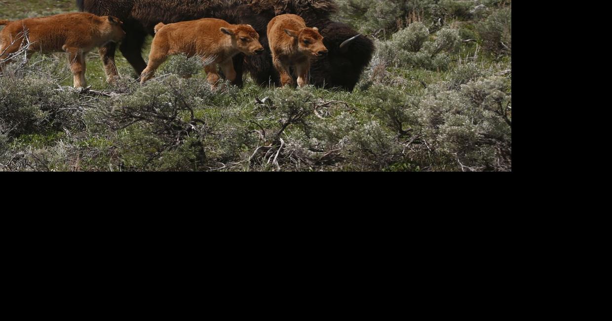 Interior Department announces funding for bison conservation