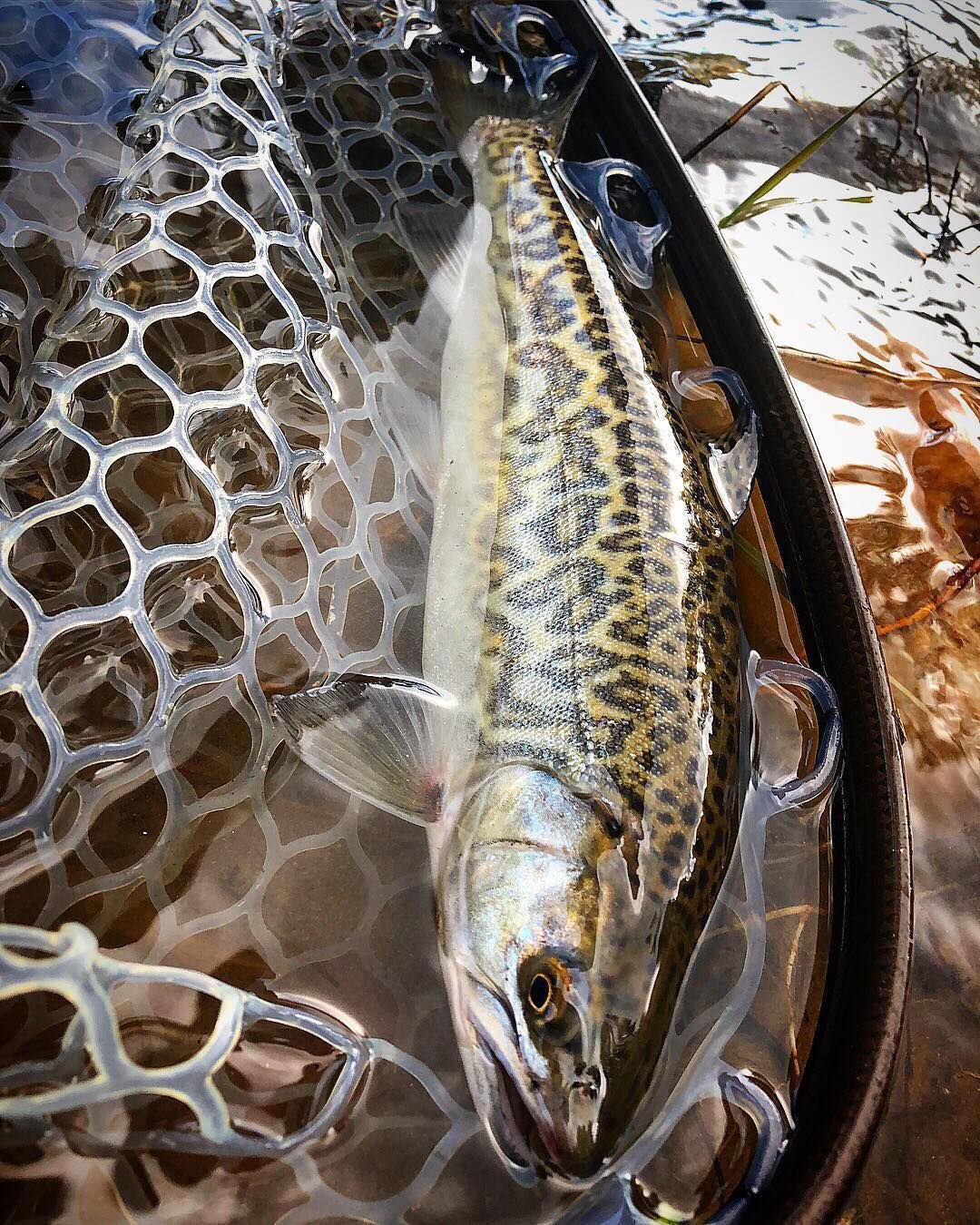 Missoula angler catches rare hybrid tiger trout in western Montana