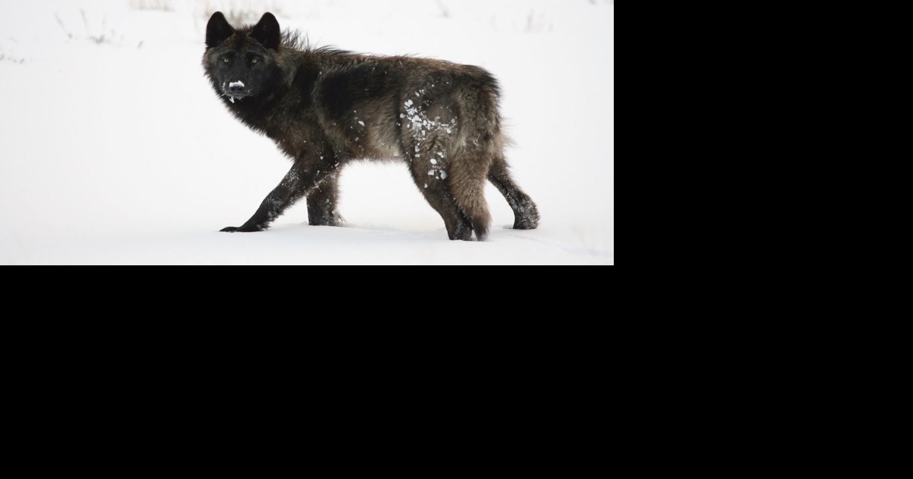 Yellowstone wolf gains social media following after approaching hiker