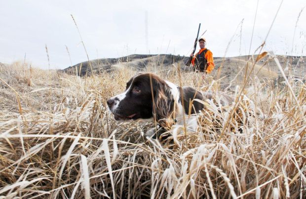 Senior Springer Spaniel A Hunting Inspiration Outdoors Senior Springer Spaniel A Hunting