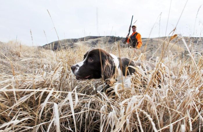 springer spaniel hunting