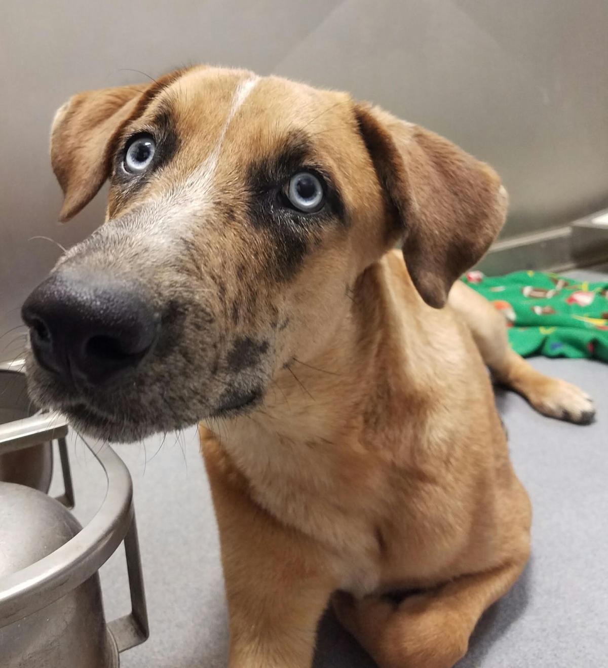 Photos Pets available for adoption in April Pets