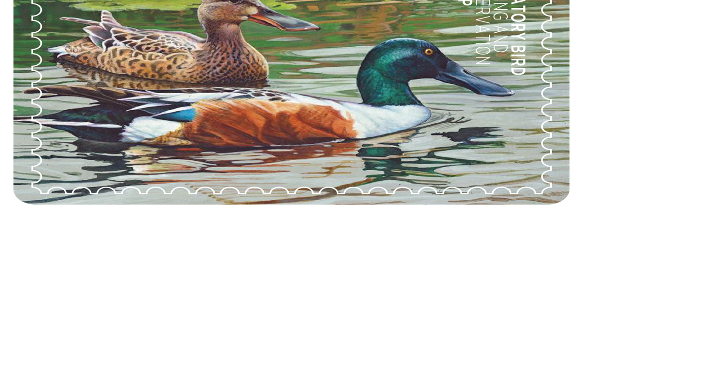 Michigan artist wins Montana Migratory Bird Stamp contest with northern shoveler painting