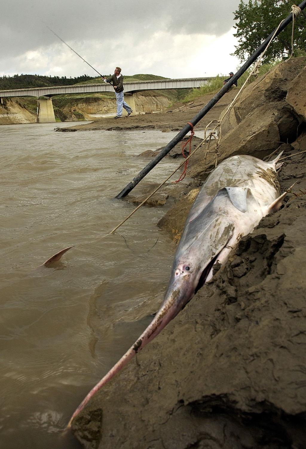 Missouri River Paddlefish Tags Limited To 750 To Spread Out