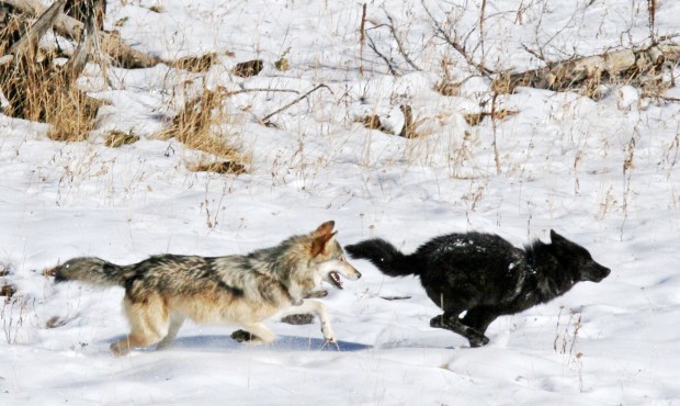 Big mamas help wolf pups thrive in Yellowstone National Park | Wyoming ...