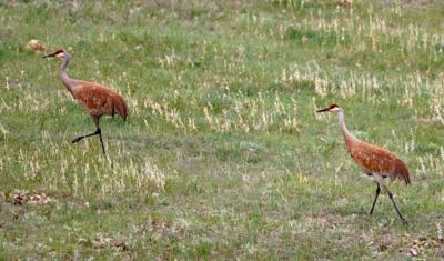 A pair of sandhill cranes