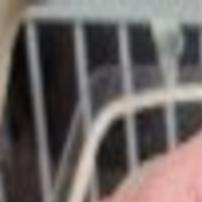 Man Suspected Of Abusing Cat Found Dead Montana News