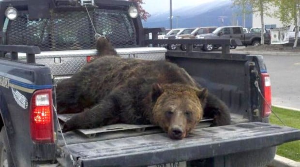Grizzly hit, killed by vehicle near St. Ignatius | Montana News