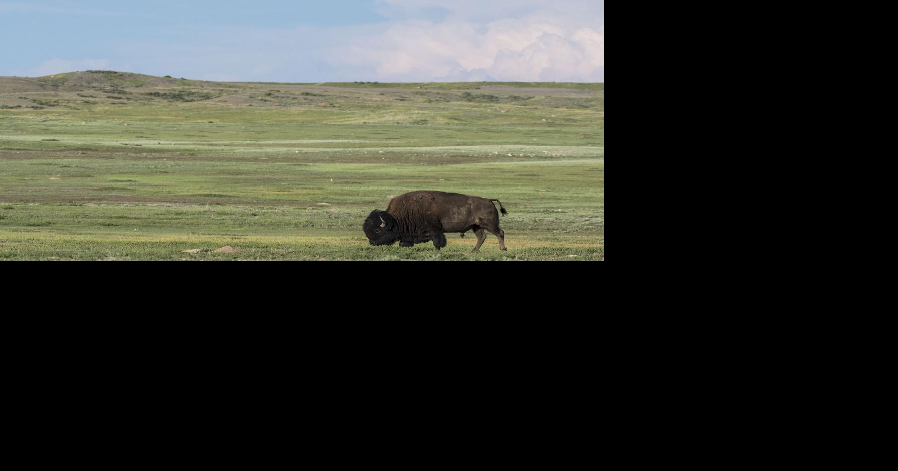 APR does more than just raising bison in Montana