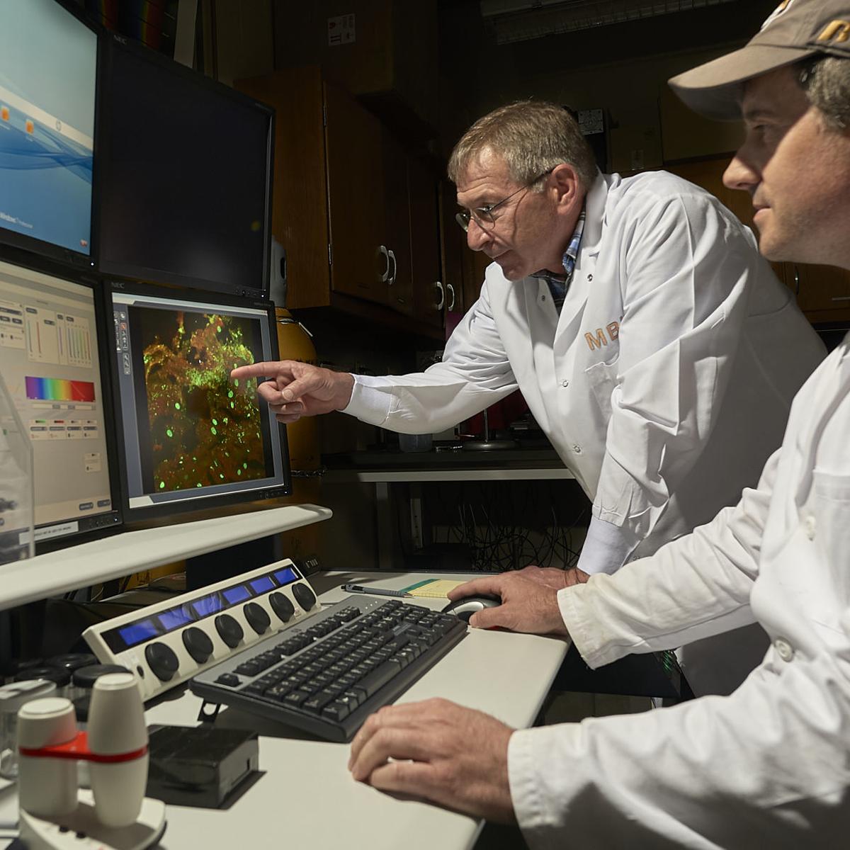 Msu Biofilm Researchers Help Doctors Understand Treat Chronic