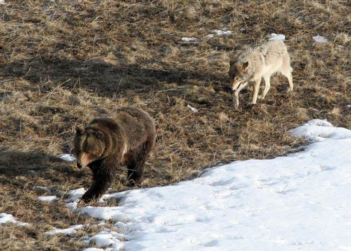 Smothered to death: How affinity toward Yellowstone's animals is killing them
