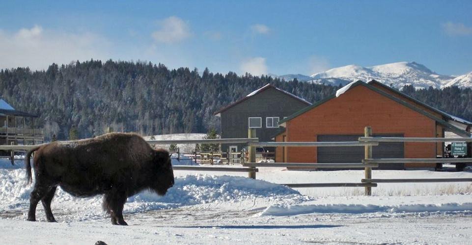 Fencing program helps build tolerance for roaming bison