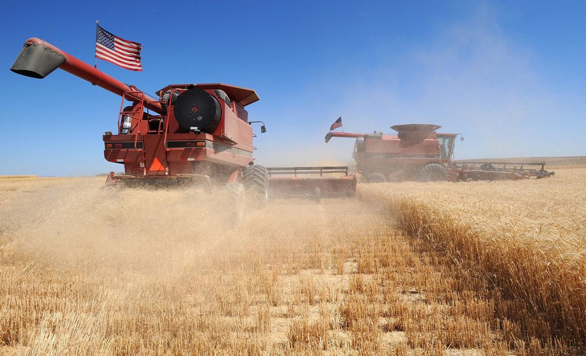 Kevin Downs harvests winter wheat