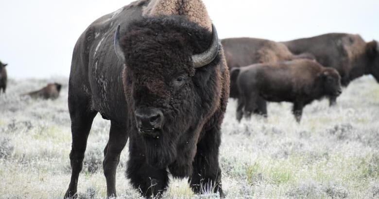 Bison will stay, for now, on American Prairie's Montana grazing leases, judge rules