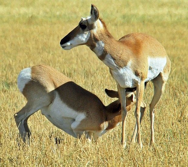 Montana pronghorn populate Utah, the West Outdoors