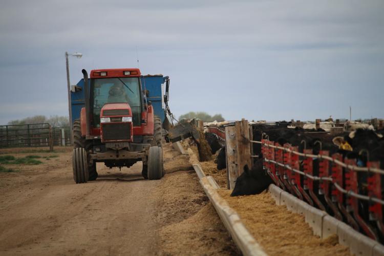 Ag in the family Feedlot operation allows father, sons to maintain