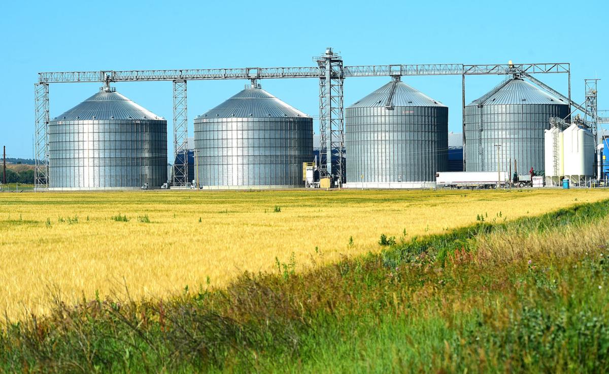 MolsenCoors barley