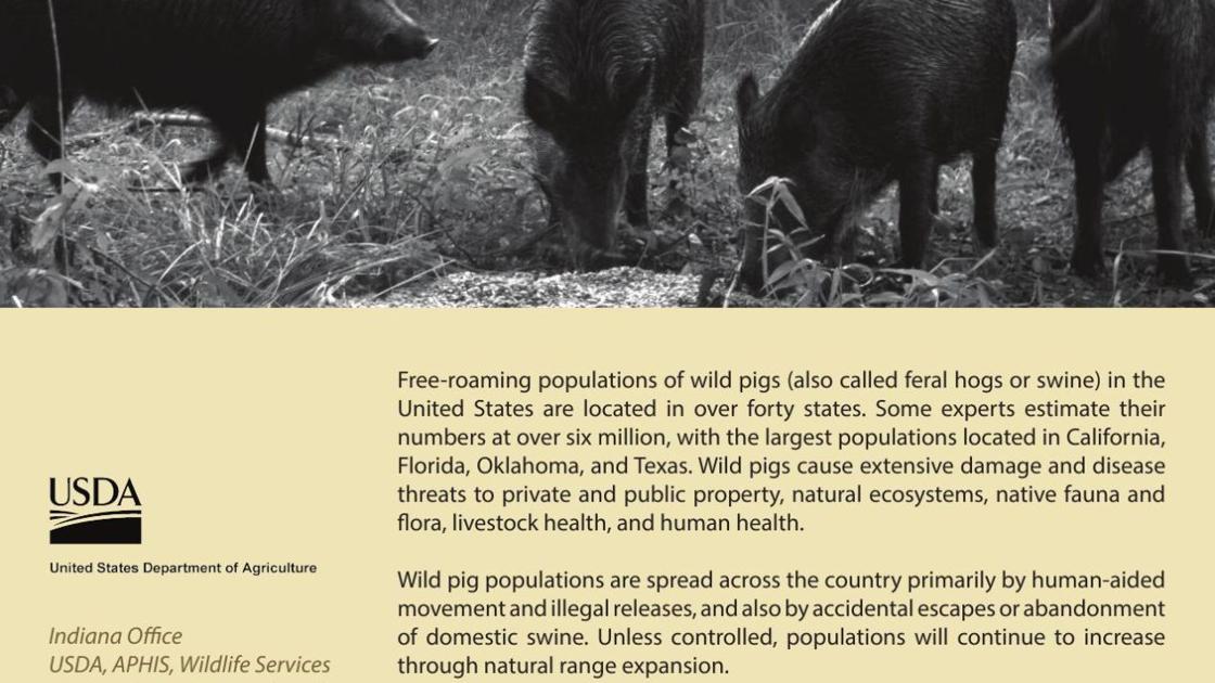 Wild Pig Fact Sheet Outdoors Billingsgazette Wild pig fact sheet outdoors billingsgazette