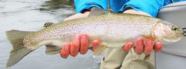 It’s time to toss streamers for trophy fall trout