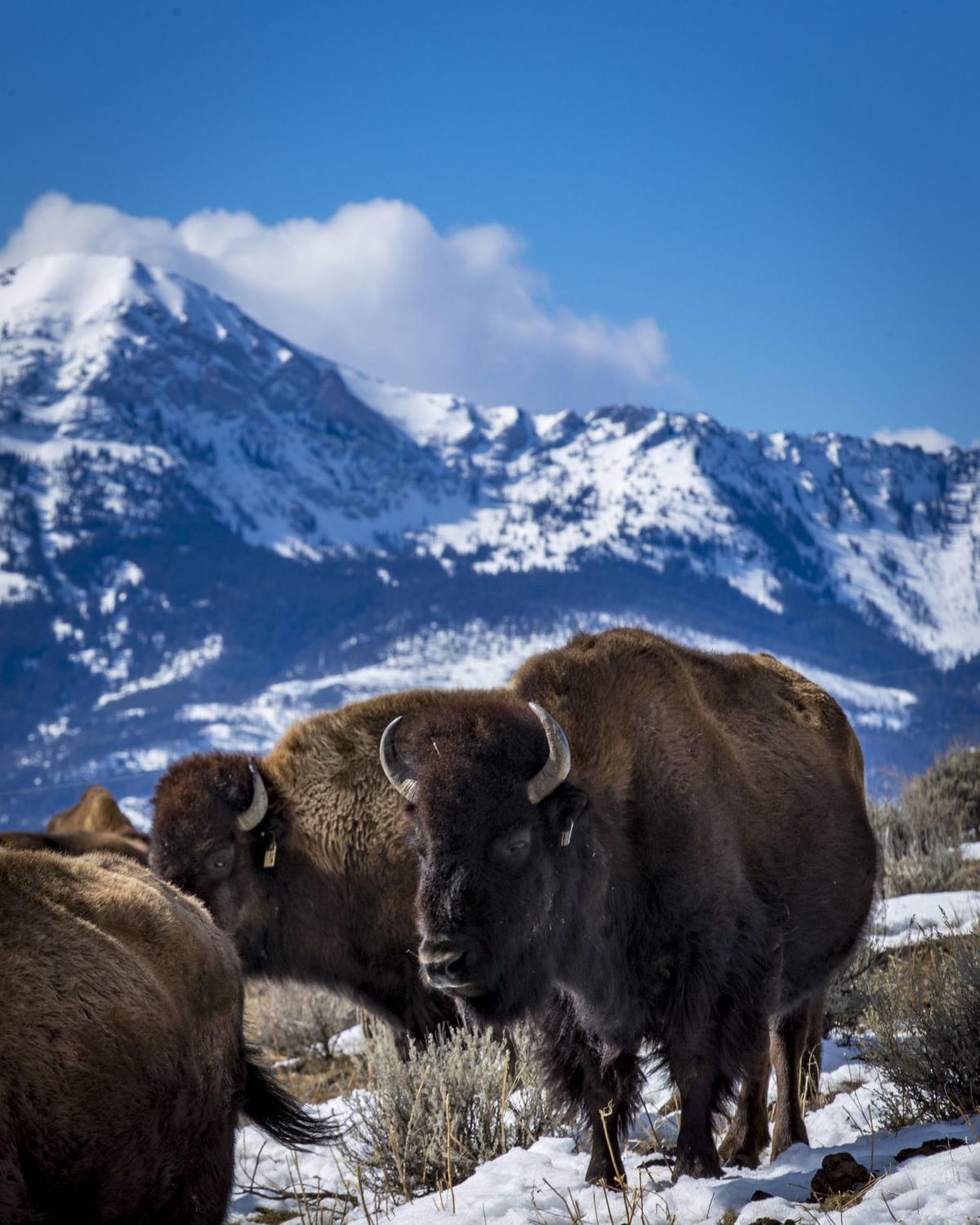 Bridger bison