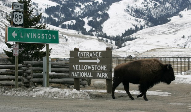 Yellowstone bison