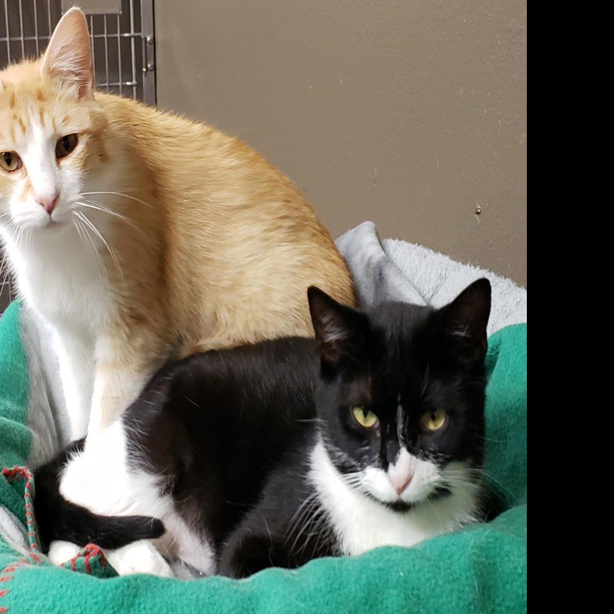 Pets Of The Week Gary And Chloe Local News Billingsgazette Com