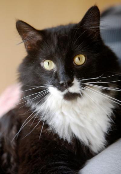 Pet of the week: Cheshire | Pets | billingsgazette.com