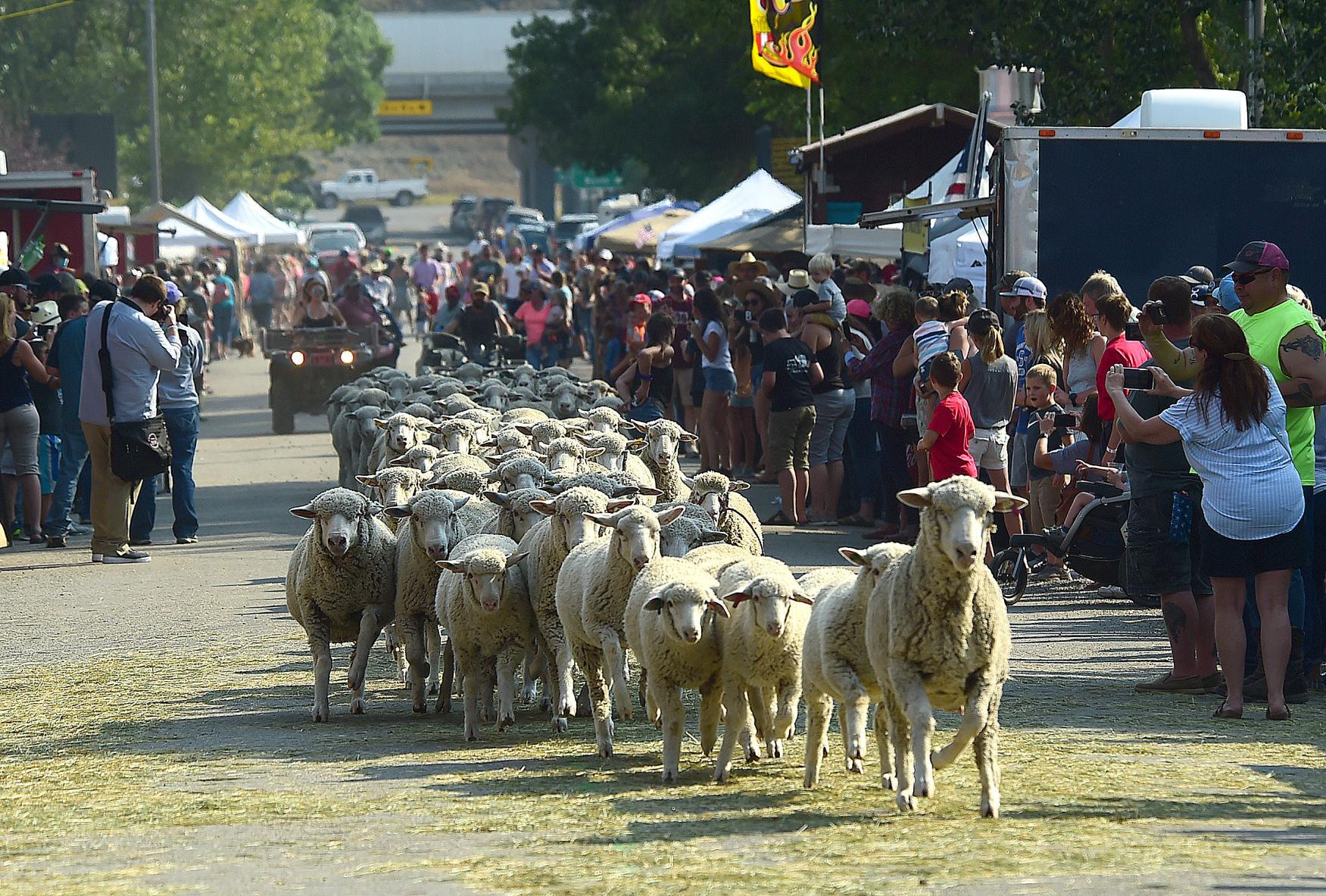 Photos Great Montana Sheep Drive in Reed Point