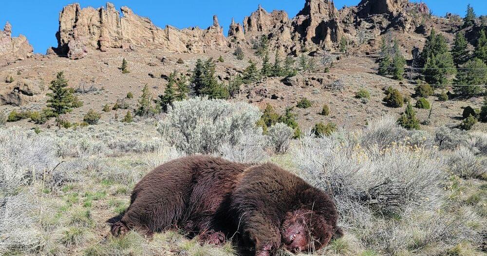 Hunter charged with killing grizzly found near Cody