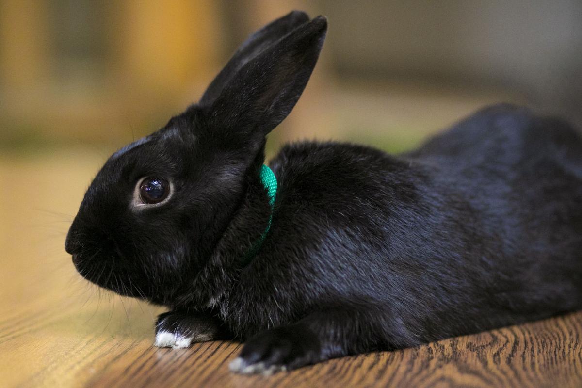 Pet of the week: Carrots