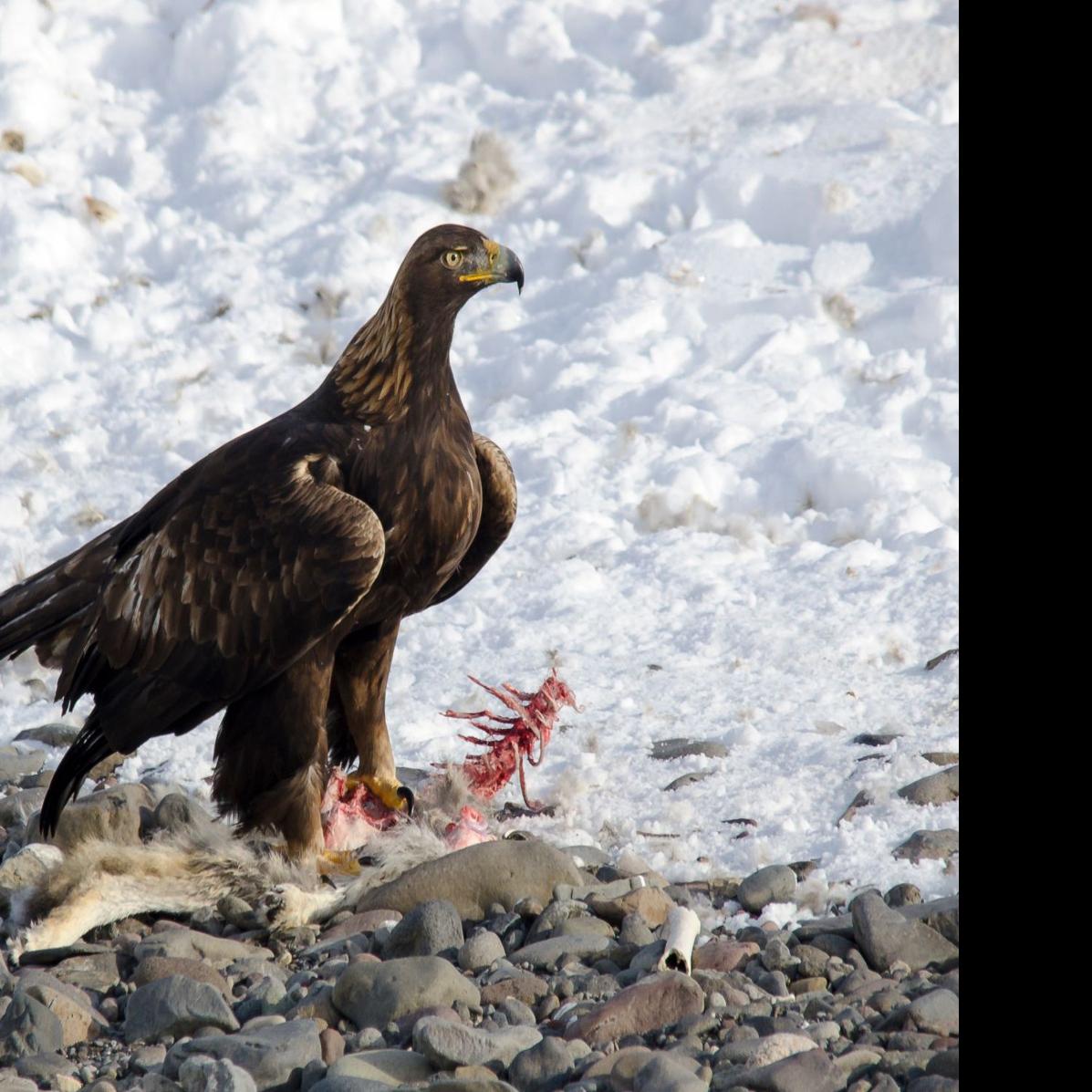 Yellowstones Golden Treasure Big Eagles Focus Of Recent