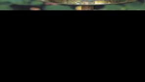 How to make a habitat for butterflies | Property & Backyard