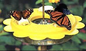 Butterflies