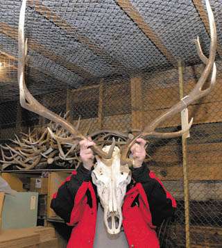 Elk antlers attract collectors