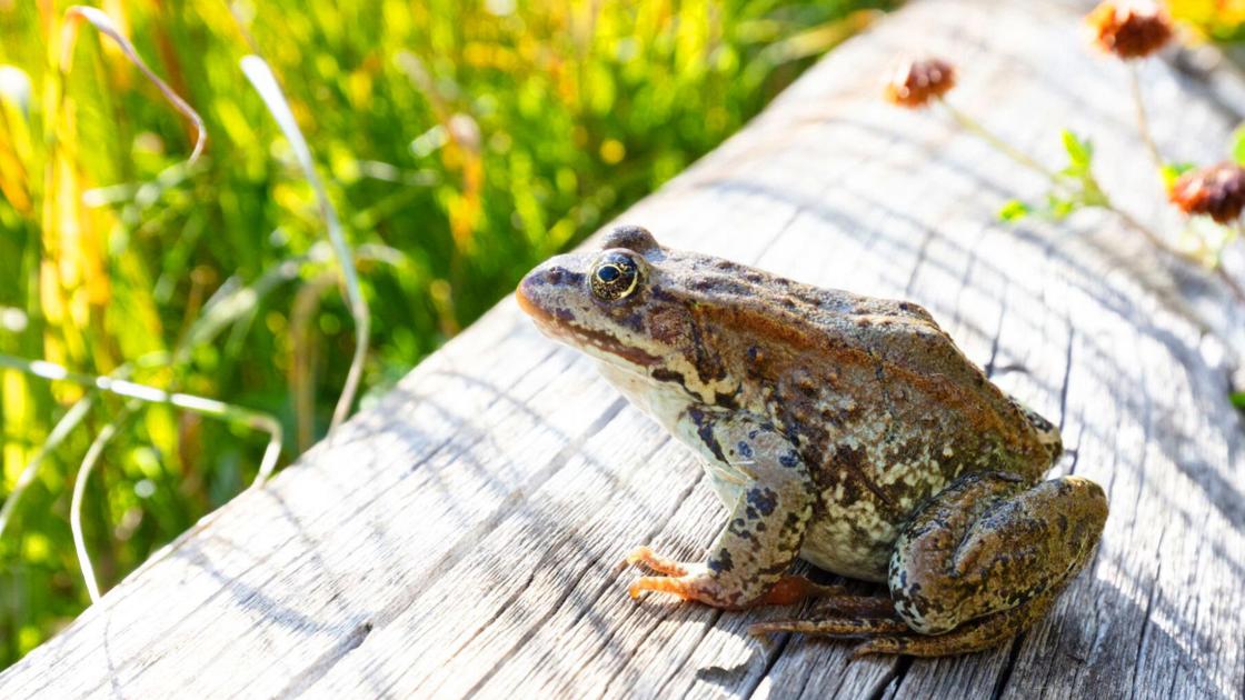 Yellowstone science forecasts climate change crunch for amphibians | Montana Untamed