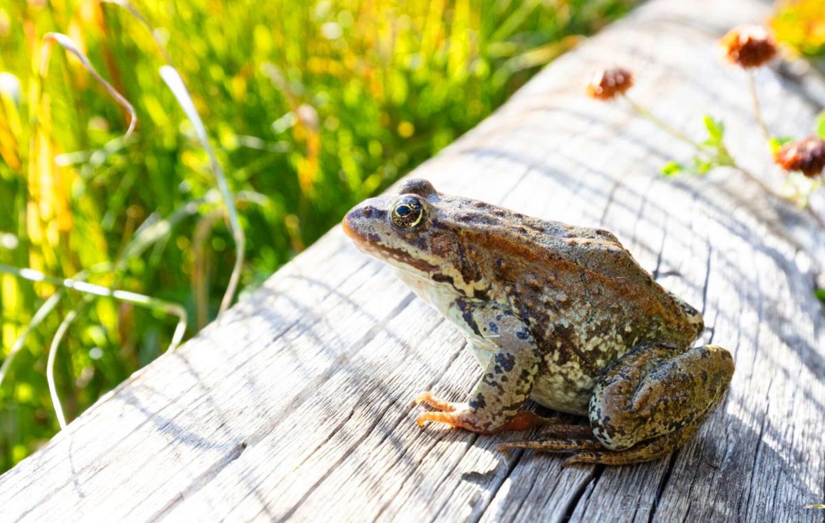 Columbia spotted frog