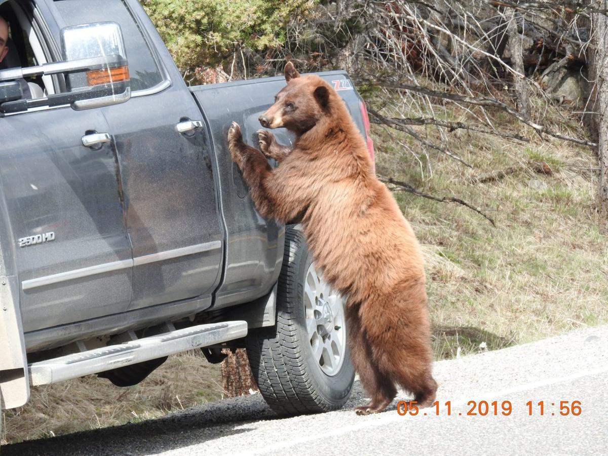 Yellowstone Honk at bears that get close to cars