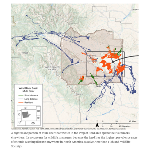 Huntring changes to target mule deer in CWD-infected herd