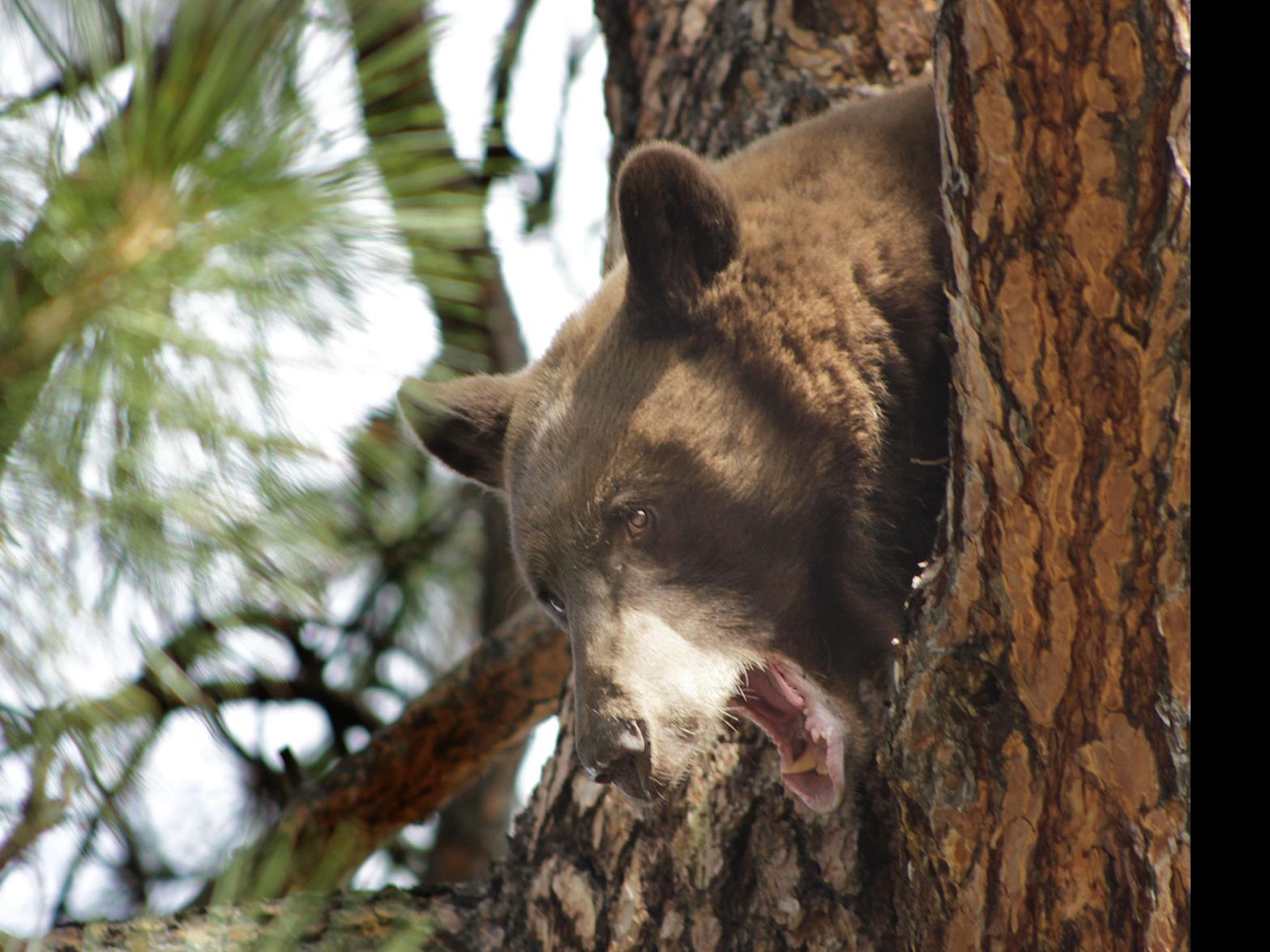 Bear Found Dead On Side Of Road East Of Missoula State