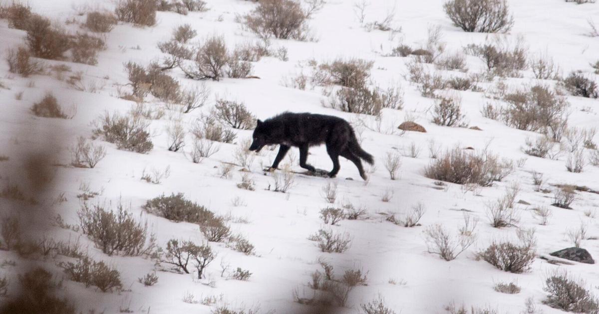 Yellowstone's wolf reintroduction has been hailed as a success, but ...
