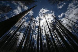 US-NEWS-ENV-SAVING-SEQUOIAS-FILEPIC-2-GET