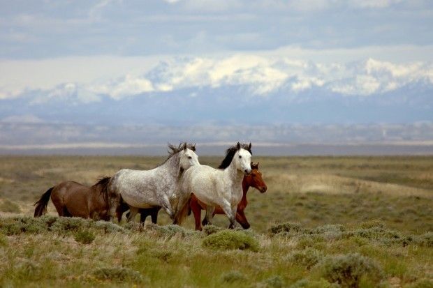 Image result for wyoming wild horses