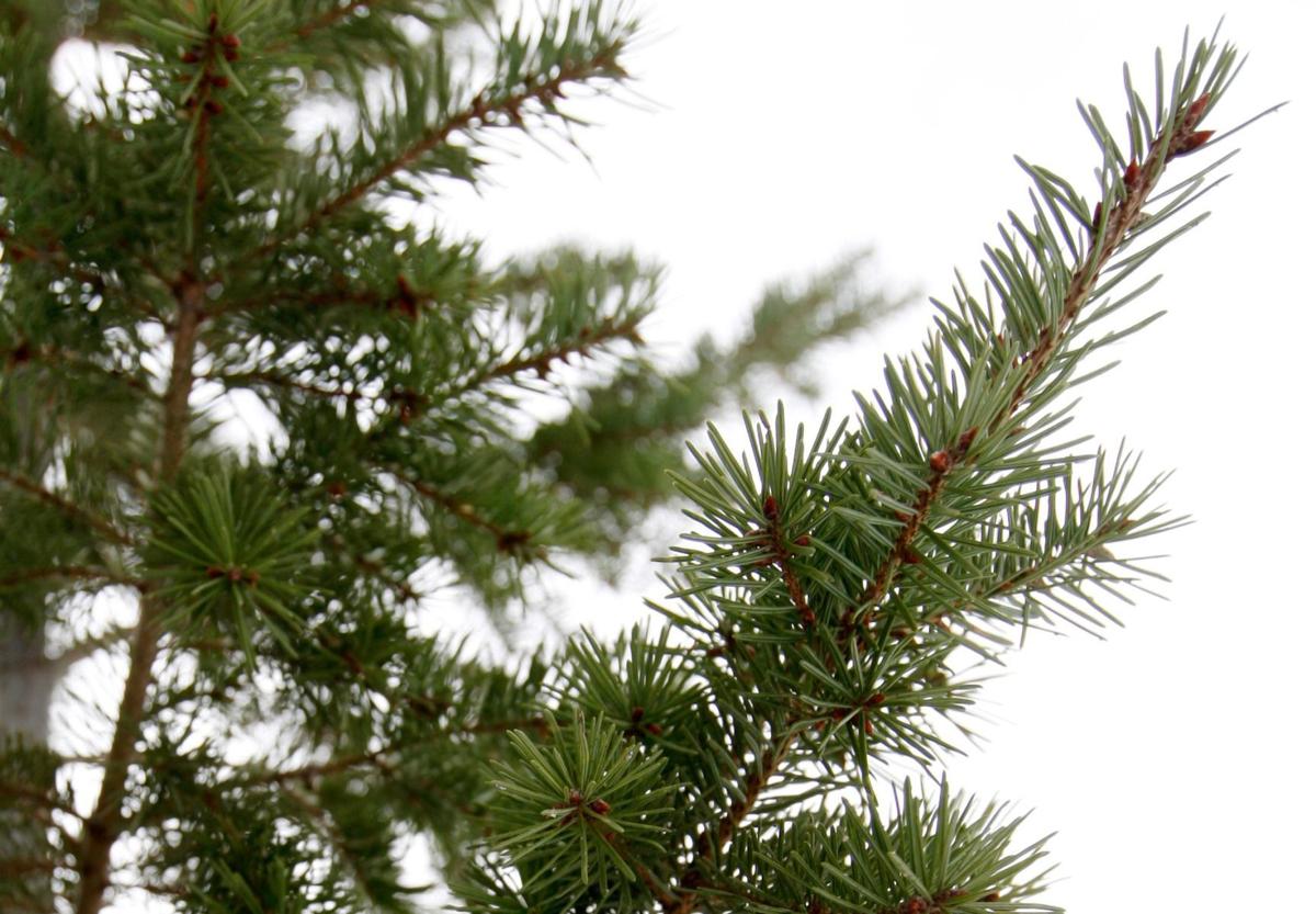 Types of trees found in the Custer Gallatin National Forest Montana
