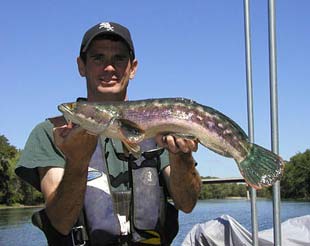 'Snakehead' fish, invasive alien species, found in Wisconsin's Rock River