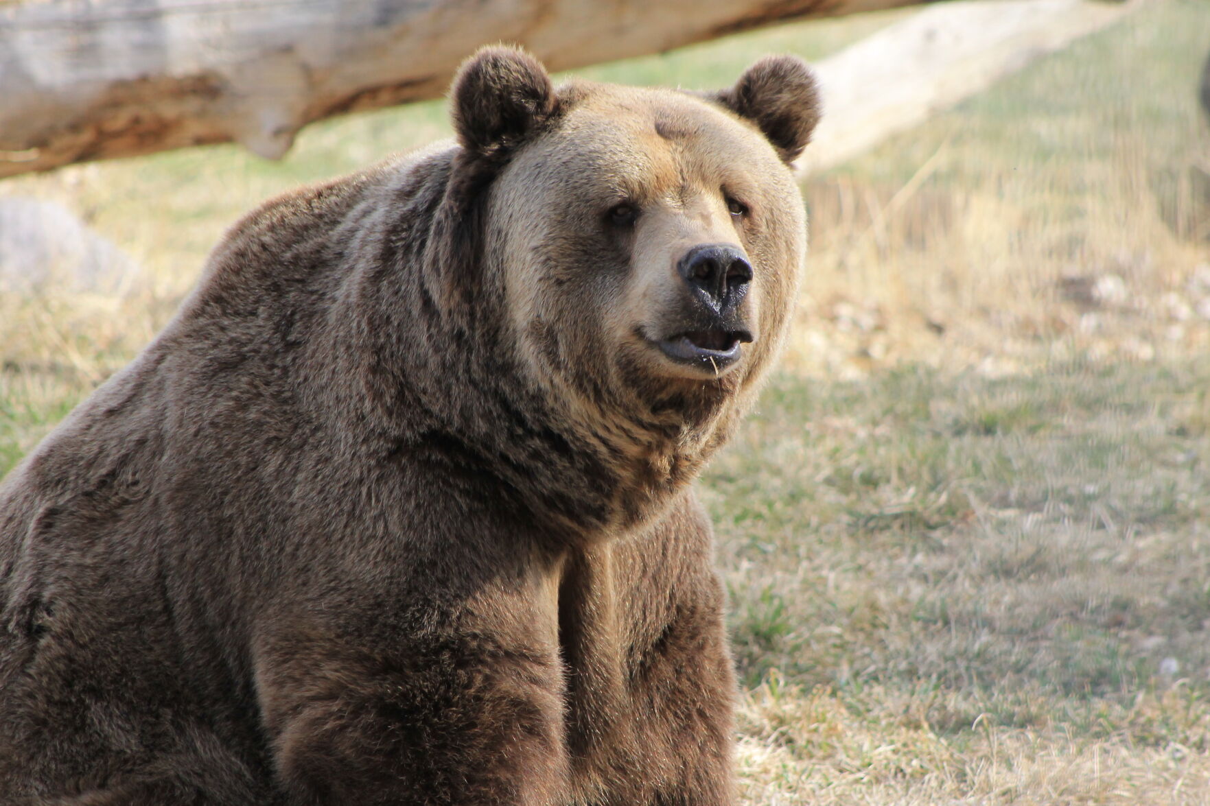 ZooMontana's Bruno the grizzly bear euthanized