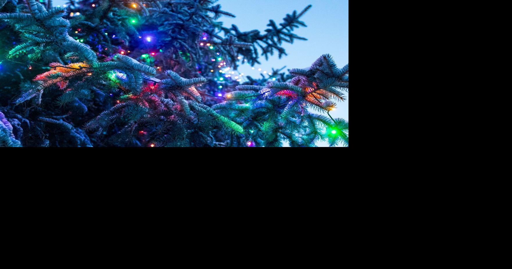 Christmas tree permits for forest lands now available online
