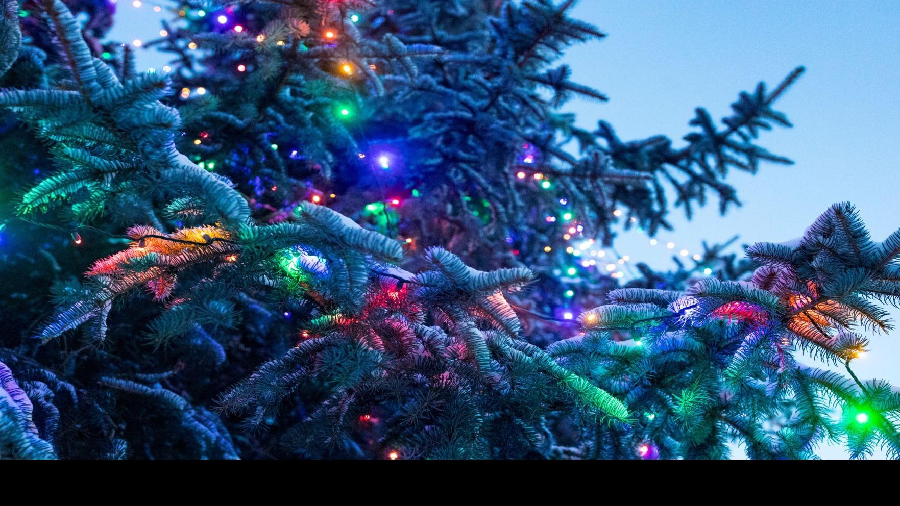 Christmas Tree Permits For Forest Lands Now Available Online Outdoors Billingsgazette Com